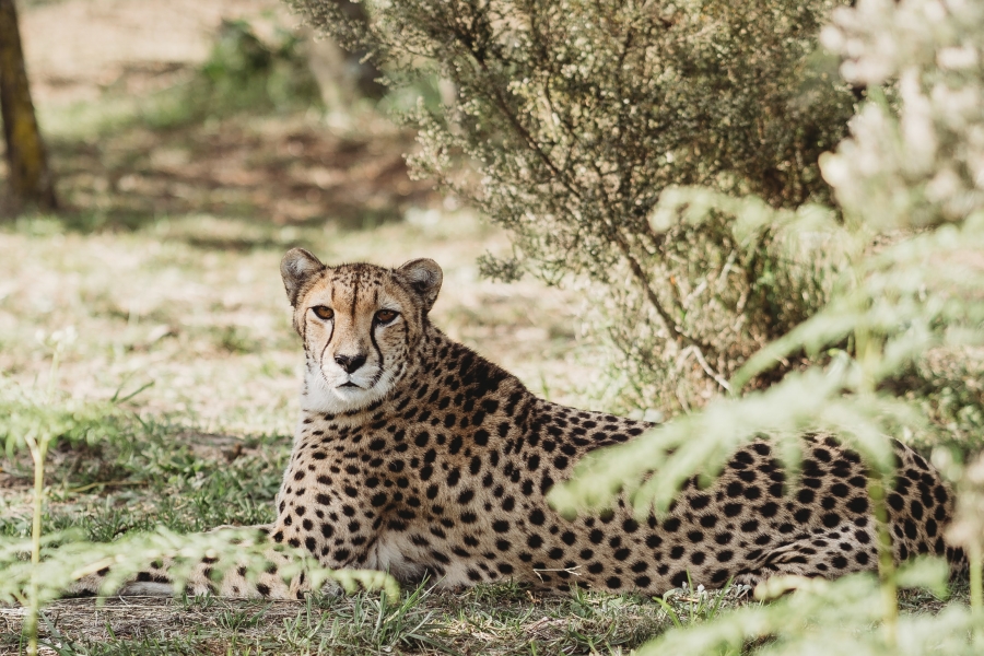 FIH Fotografie » Zuid Afrika